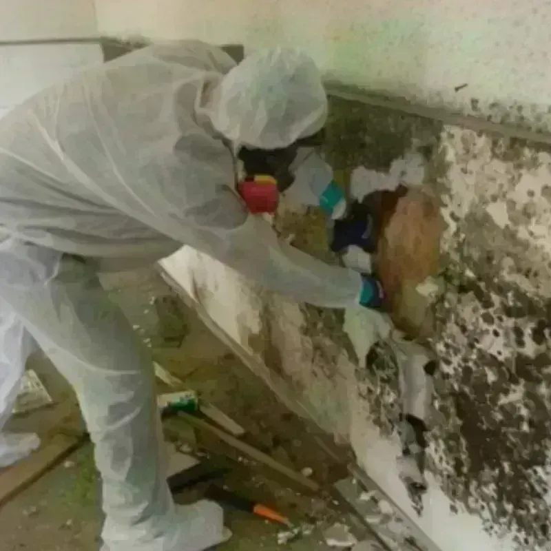 Mold Remediation and Removal in Sevier County, TN